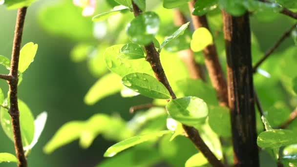 Planta Húmida Fresca Para Conceito Natureza Ambiente — Vídeo de Stock