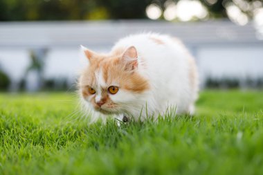 Şirin Pers kedisi yeşil bir çim tarlası kokusu alıyor, seçici odaklı sığ alan derinliği