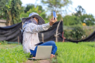 Taylandlı çiftçi sabah sebze çiftliğinde fotoğraf çekmek için akıllı telefon kullanıyor, organik ve akıllı tarım konsepti için, sığ alan derinliğini seçin