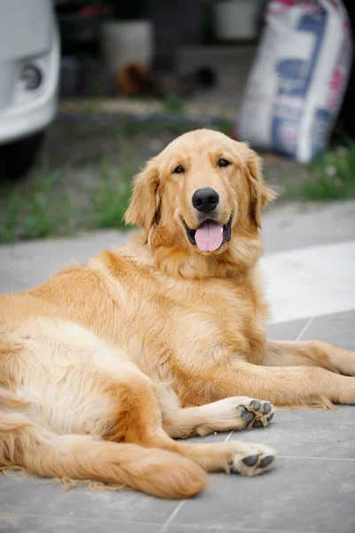 Cute Golden Retriever Squatting Floor Smiling Happiness Happy Friendly Dog — Stock Photo, Image