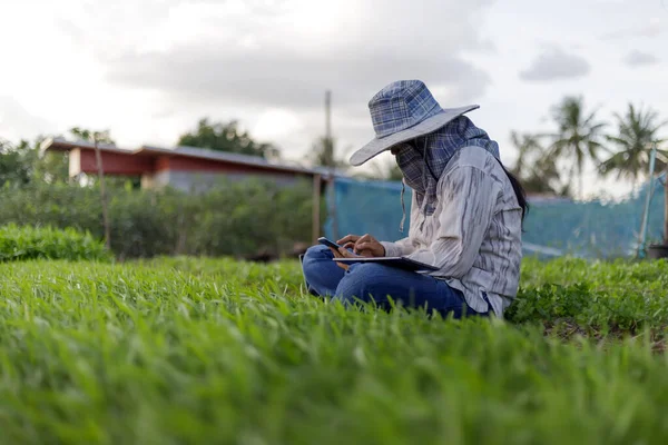 泰国农民在晨光蔬菜园里用智能手机 为有机而聪明的耕作理念 选择重点浅浅的田野深度 — 图库照片