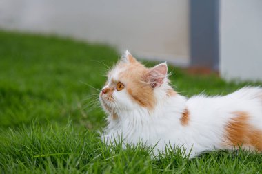 Şirin Pers kedisi bir çim tarlasında oturuyor, seçici odaklı sığ alan derinliği