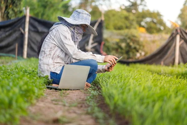 Thajský Zemědělec Pomocí Smartphonu Fotit Ranní Slávě Zeleninová Farma Pro — Stock fotografie