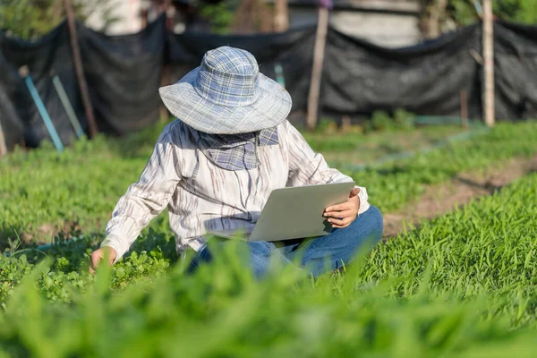 Thajský Zemědělec Používá Notebook Čerstvé Ranní Slávě Zeleninová Farma Ekologické — Stock fotografie