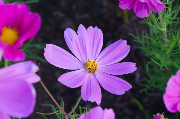 Flower in the garden — Stock Photo, Image