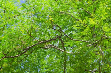 Brach ağacının, closeup naure yaprağı 