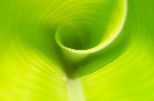 Nahaufnahme Bananenblatt Hintergrund Textur — Stockfoto