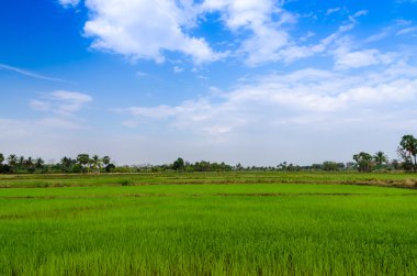 Pirinç alan manzara görünümü 
