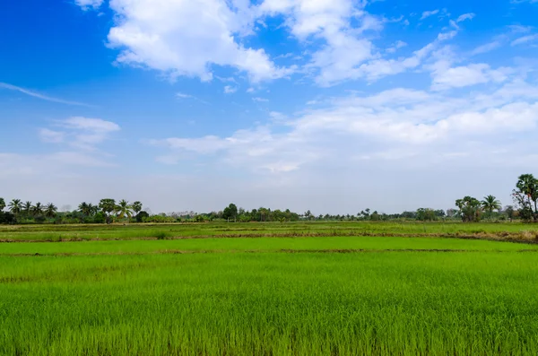 Landschaft Blick auf Reisfeld — Stockfoto