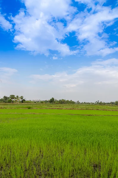 Pejzaż widok ryżu pola błękitne niebo i chmura — Zdjęcie stockowe