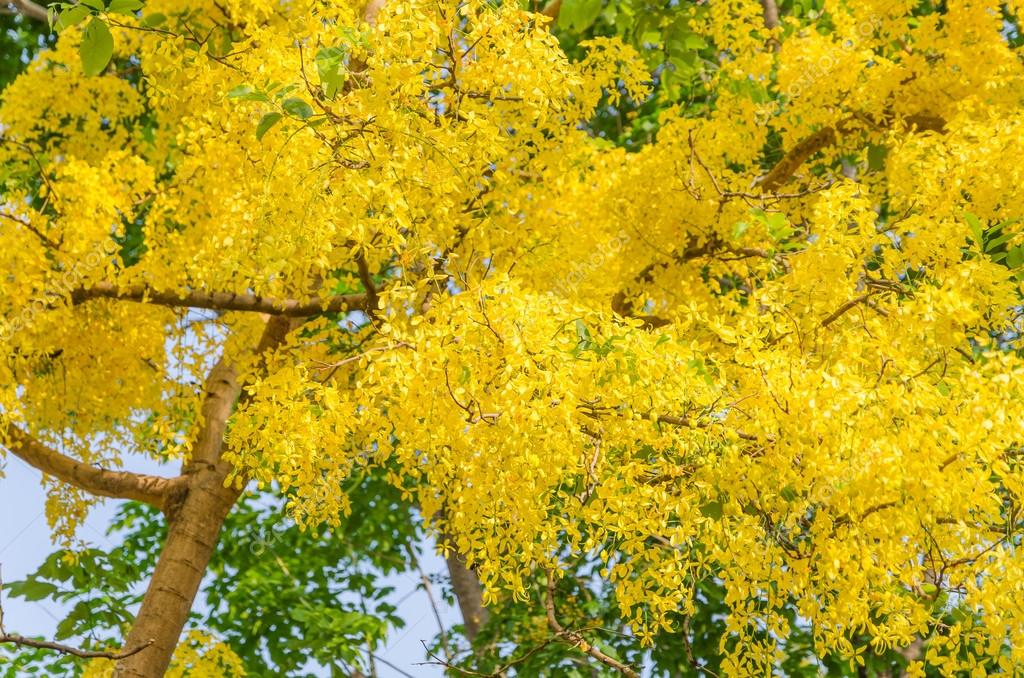 Golden shower tree, beautiful yellow flower name is Ratchaphruek Stock