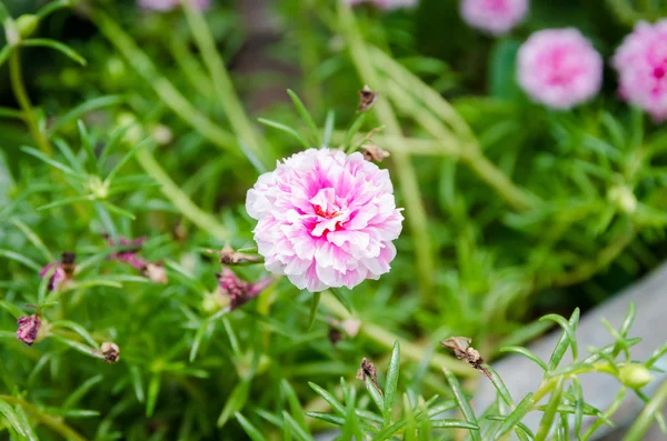 Pink flower Common Purslane — Stock Photo, Image