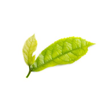 Beyaz arkaplanda yeşil yaprak izole edildi 