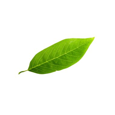 Beyaz arkaplanda yeşil yaprak izole edildi 