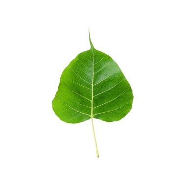 Green leaf Pho leaf, bo leaf, isolated on white background