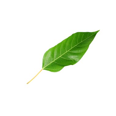 Beyaz arkaplanda yeşil yaprak izole edildi 