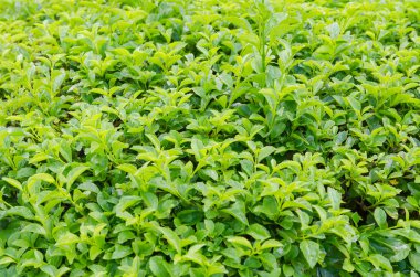 Yeşil doğa fırça yakından atış ağacının yaprakları