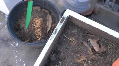 Küçük bir kürek kullanarak ellerinizi yakınlaştırın ve saksıdaki toprağı gevşetin. Ev işleri, ekme hazırlığı ve organik yaşam tarzı konsepti.