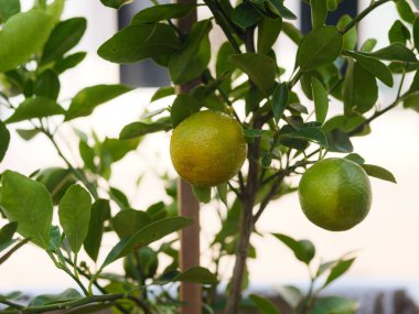 Doğal bahçedeki ağaçta yetişen taze yeşil kumkatlı meyvelerin yakın çekimi. Organik narenciye, tropikal meyve çiftçiliği, bahçe işleri, tazelik ve sağlıklı gıda malzemeleri kavramı.