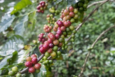 Kahve çekirdekleri ağaçta olgunlaşıyor..