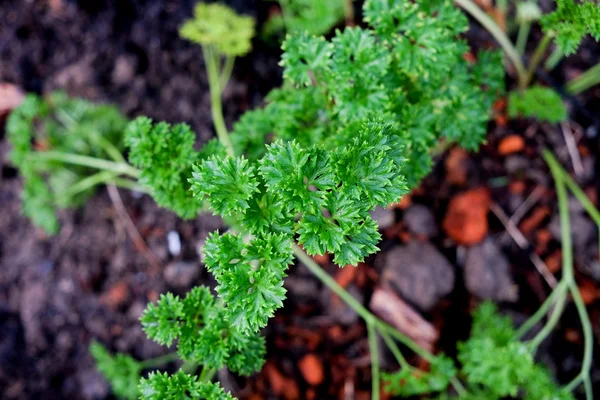 Kıvırcık maydanoz Close-Up. — Stok fotoğraf