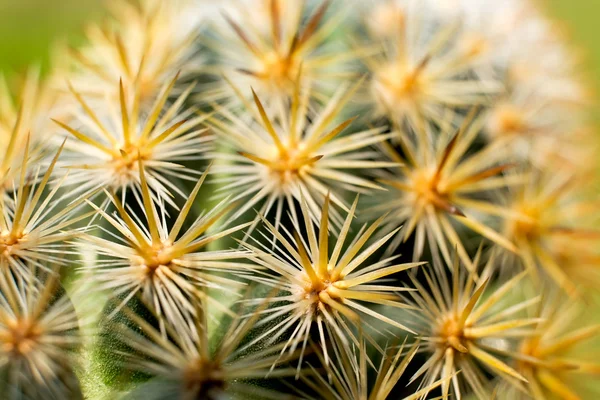 Primer plano de cactus con espinas largas — Foto de Stock