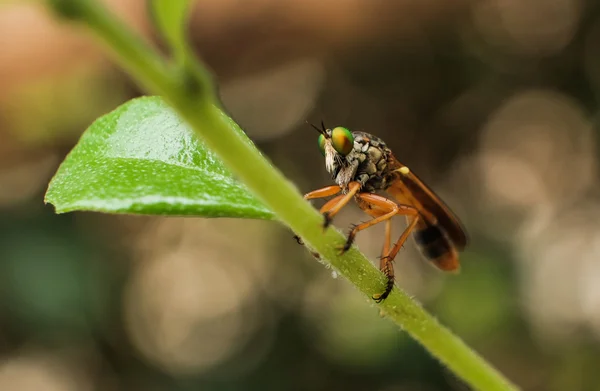 Крупным планом Dolichopodidae fly  . — стоковое фото