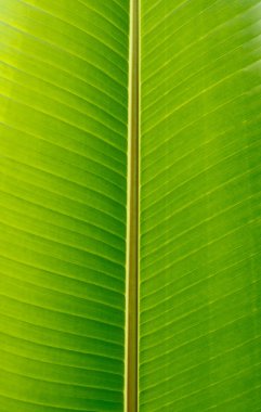 yaprak yeşil arka plan