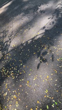 Asfalt Yol Yüzeyinde Yaprak Gölgeleri, Doğal Işık Yaratan Organik Örnekler ve Minimum Kentsel Doku