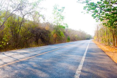 Güneşli ormanda yol (sığ DOF)