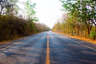 Güneşli ormanda yol (sığ DOF)