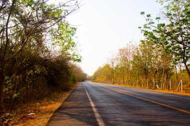 Güneşli ormanda yol (sığ DOF)