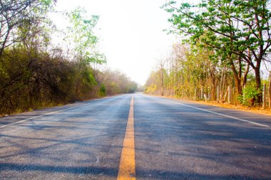 Güneşli ormanda yol (sığ DOF)