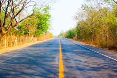Güneşli ormanda yol (sığ DOF)