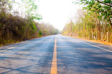 güneşli ormandaki yol