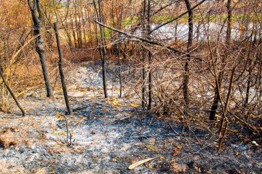 Doğal orman yangınları.