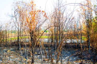 Orman yangınları., yangın geçiş sonra boş arazi