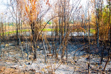 Orman yangınları., yangın geçiş sonra boş arazi