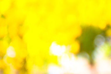 bulanıklık sarı arka plana sahip sonbahar çerçeve