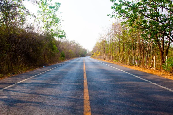 Carretera en bosque soleado (DOF poco profundo) — Foto de Stock