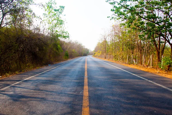 Güneşli ormanda yol (sığ DOF)
