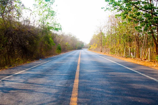 Silnice ve slunečném lese (mělké DOF) — Stock fotografie