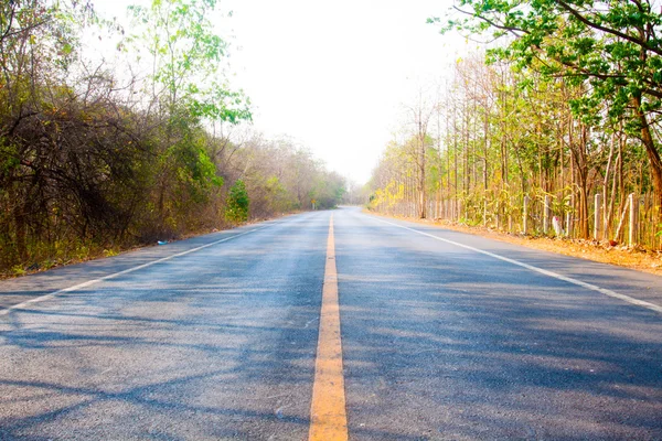 Güneşli ormanda yol (sığ DOF)