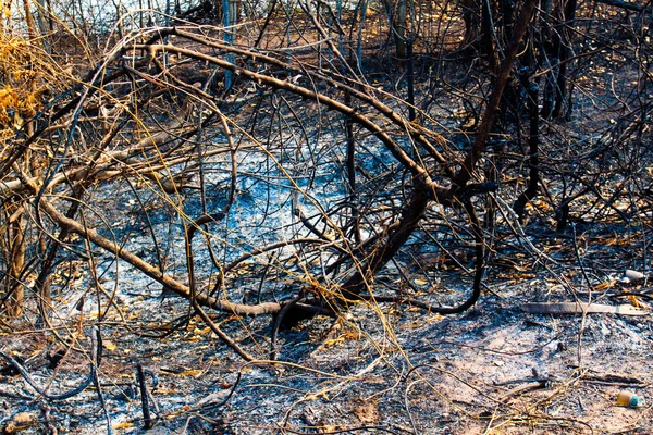 Orman yangınları., yangın geçiş sonra boş arazi
