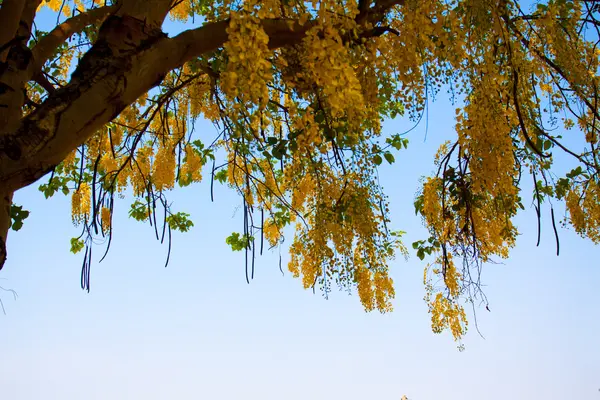 Douche dorée fleurs Coon fleurs jaunes Une belle floraison — Photo