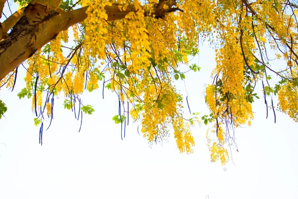 Douche dorée fleurs Coon fleurs jaunes Une belle floraison — Photo