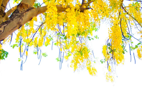 Chuveiro dourado Flores de casulo flores amarelas Uma bela floração — Fotografia de Stock