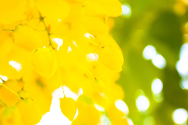 Chuveiro dourado Flores de casulo flores amarelas Uma bela floração — Fotografia de Stock