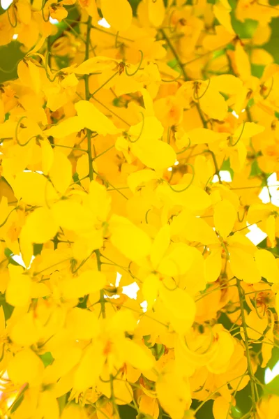 Chuveiro dourado Flores de casulo flores amarelas Uma bela floração no verão na Tailândia no verão — Fotografia de Stock