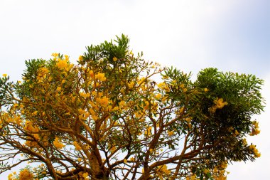Altın duş rakun çiçek çiçek Tayland güzel bir çiçeklenme yaz aylarında sarı